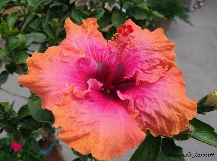 Hibiskus überwintern im wohnzimmer