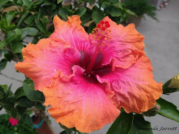 Hibiskus überwintern im wohnzimmer